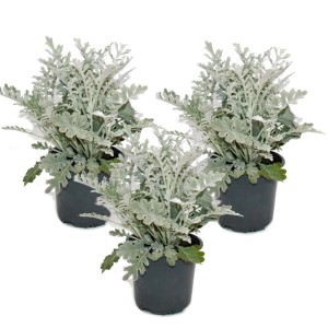 Set aus 3 Silberblatt Pflanzen (Senecio maritima) im 11cm Topf. Dekorative, silbrige Sukkulenten für Beet und Balkon.