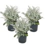 Set aus 3 Silberblatt Pflanzen (Senecio maritima) im 11cm Topf. Dekorative, silbrige Sukkulenten für Beet und Balkon.