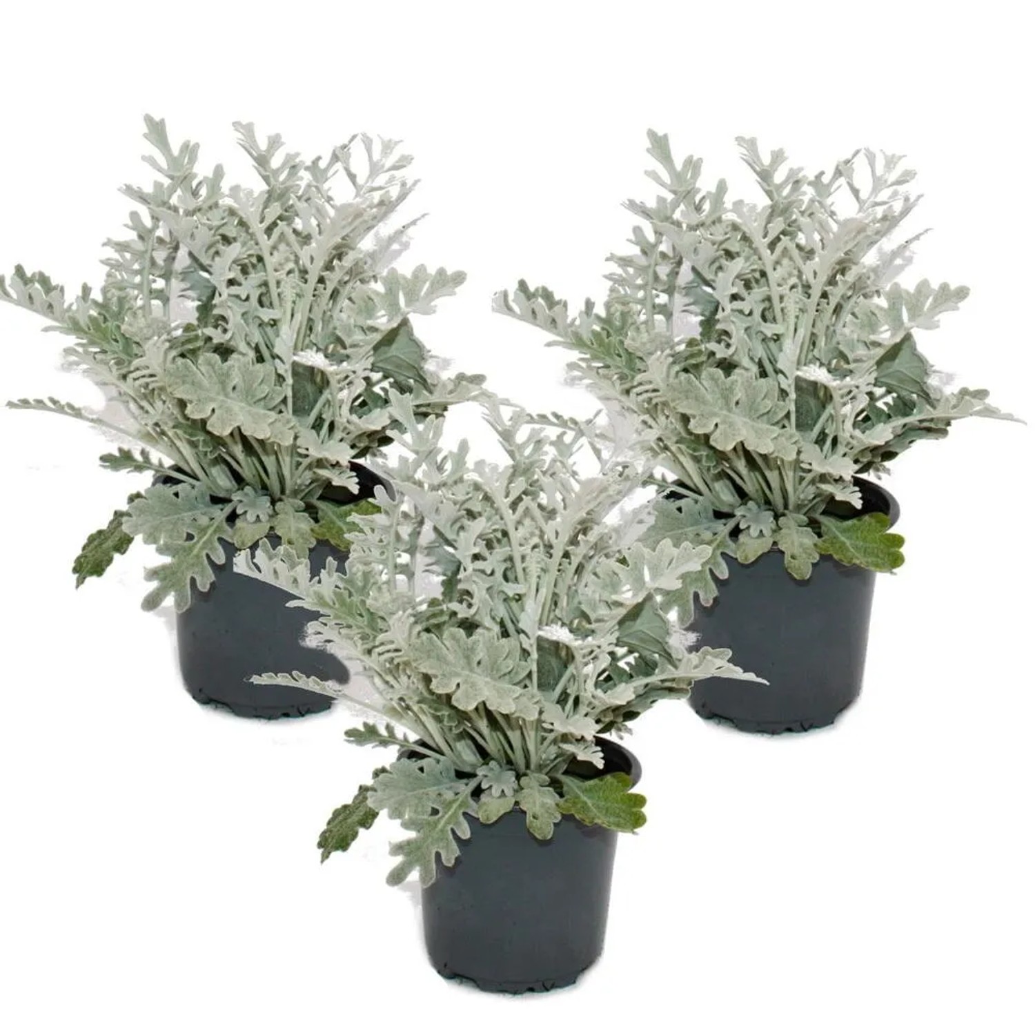 Set aus 3 Silberblatt Pflanzen (Senecio maritima) im 11cm Topf. Dekorative, silbrige Sukkulenten für Beet und Balkon.