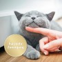 Zutrauliche graue Katze genießt Zuwendung. Felisept Home Comfort für Katzen.