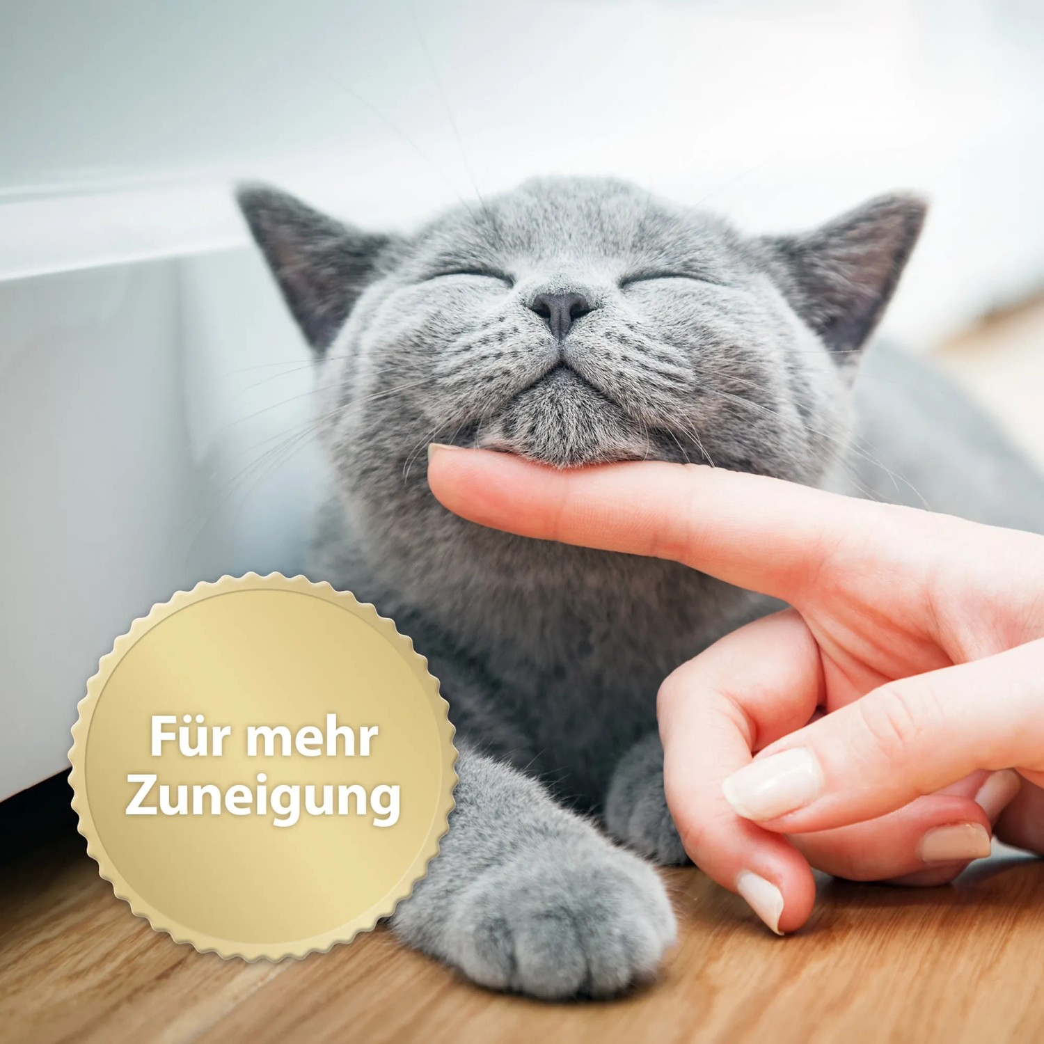Zutrauliche graue Katze genießt Zuwendung. Felisept Home Comfort für Katzen.
