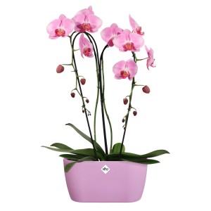 Elho Loft Urban Rahmen 30 mit rosa Orchidee im Topf.