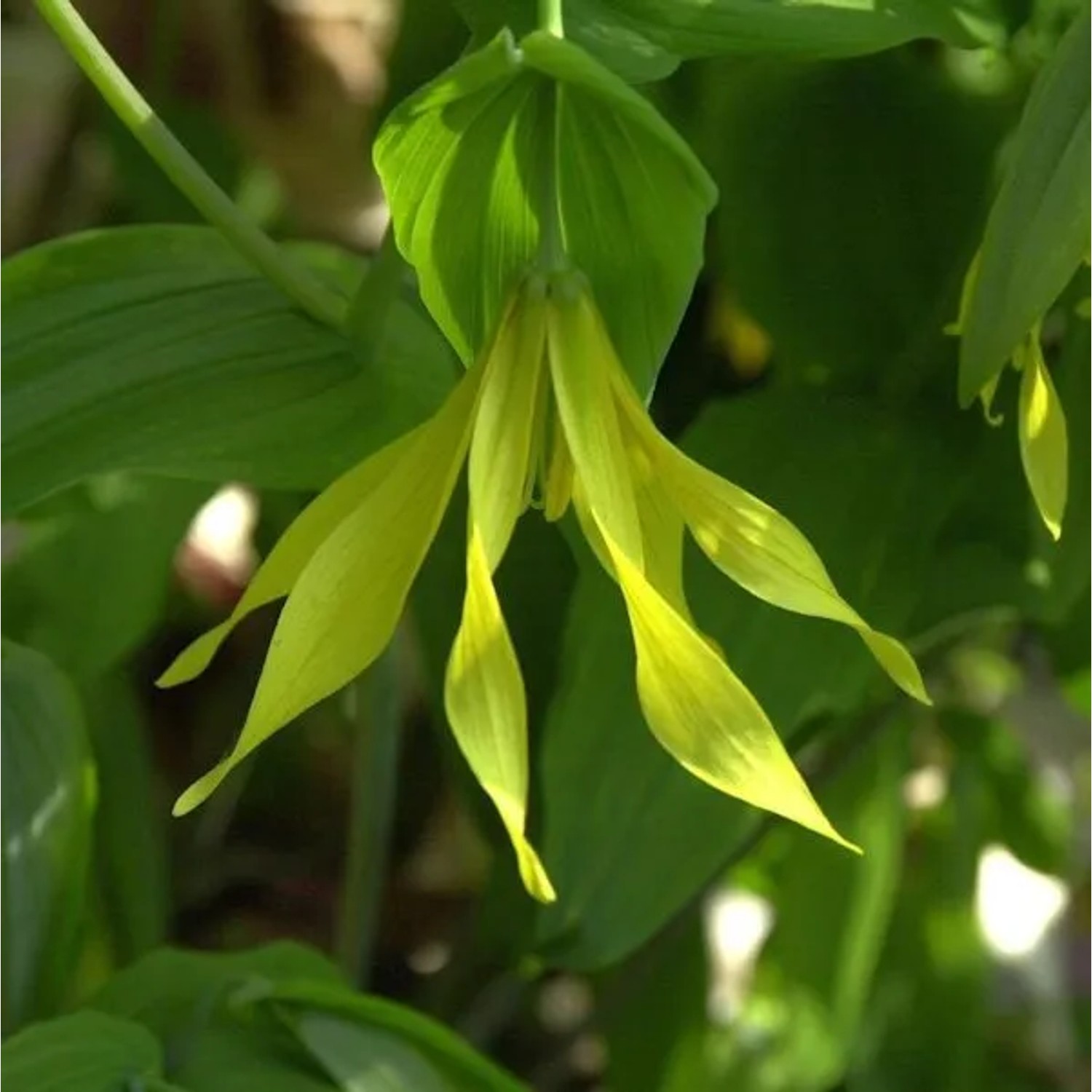 Goldsiegel - Uvularia grandiflora