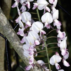 Blauregen 'Rosea' Wisteria floribunda 50 bis 60 cm im Container Rosa Blütentrauben