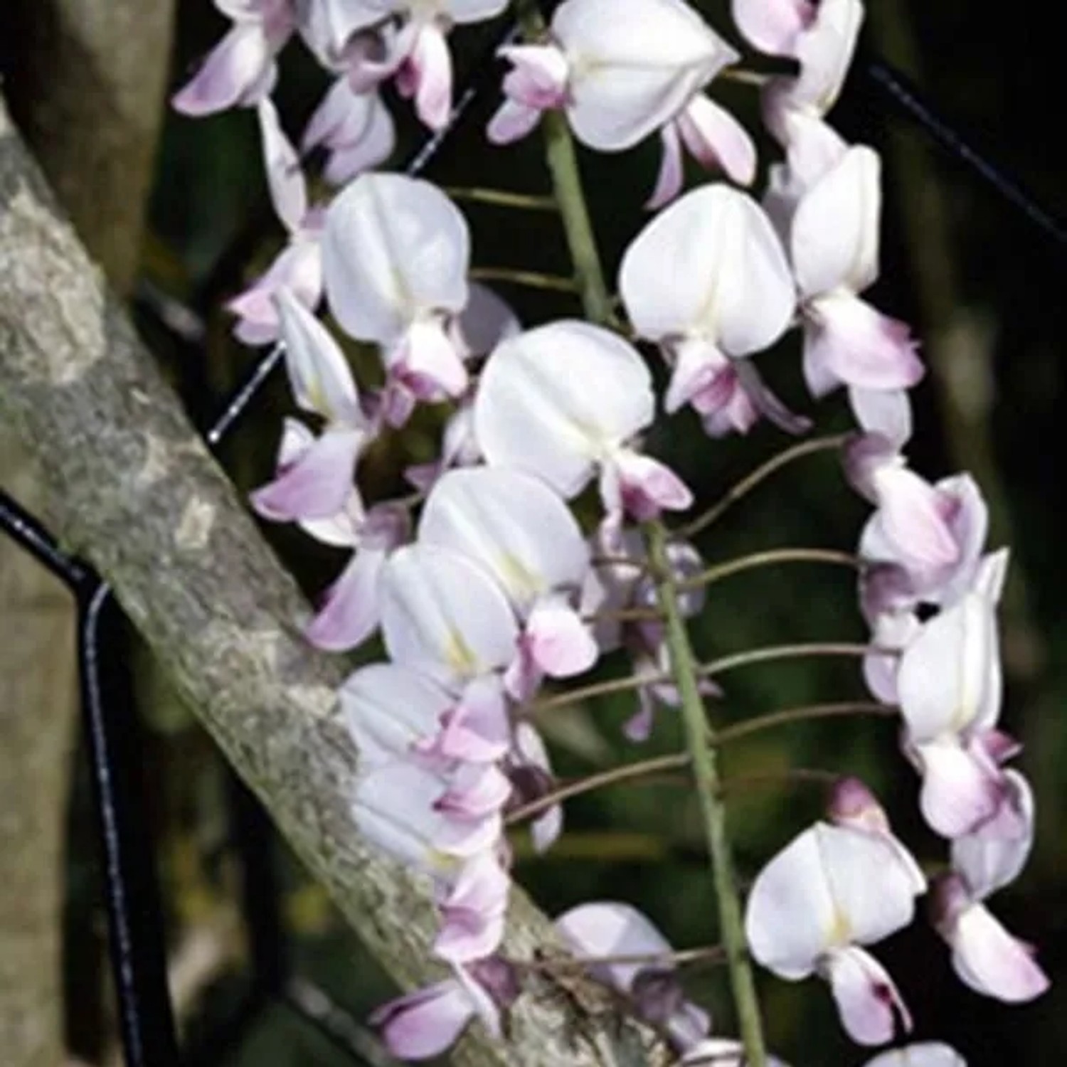 Blauregen 'Rosea' Wisteria floribunda 50 bis 60 cm im Container Rosa Blütentrauben