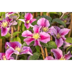 Nahaufnahme der zweifarbigen, rosa Clematis Hybride 'Piilu' Waldrebe mit gelben Staubgefäßen.