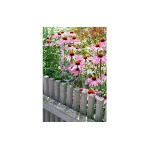 Sonnenhut Echinacea 'Magnus' im Garten, rosa Blüten vor Holzzaun. Bodendecker-Set.