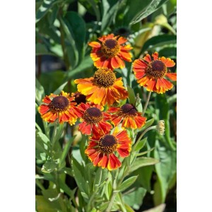 Sonnenbraut 'Kupferzwerg' im Topf: Leuchtend orangefarbene Blüten der Helenium Staude.