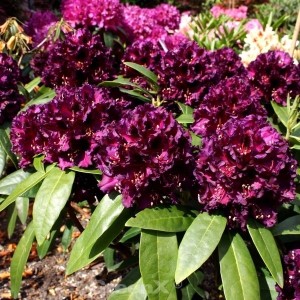 Dunkelviolette INKARHO Alpenrose 'Dramatic Dark' im Gartenbeet.