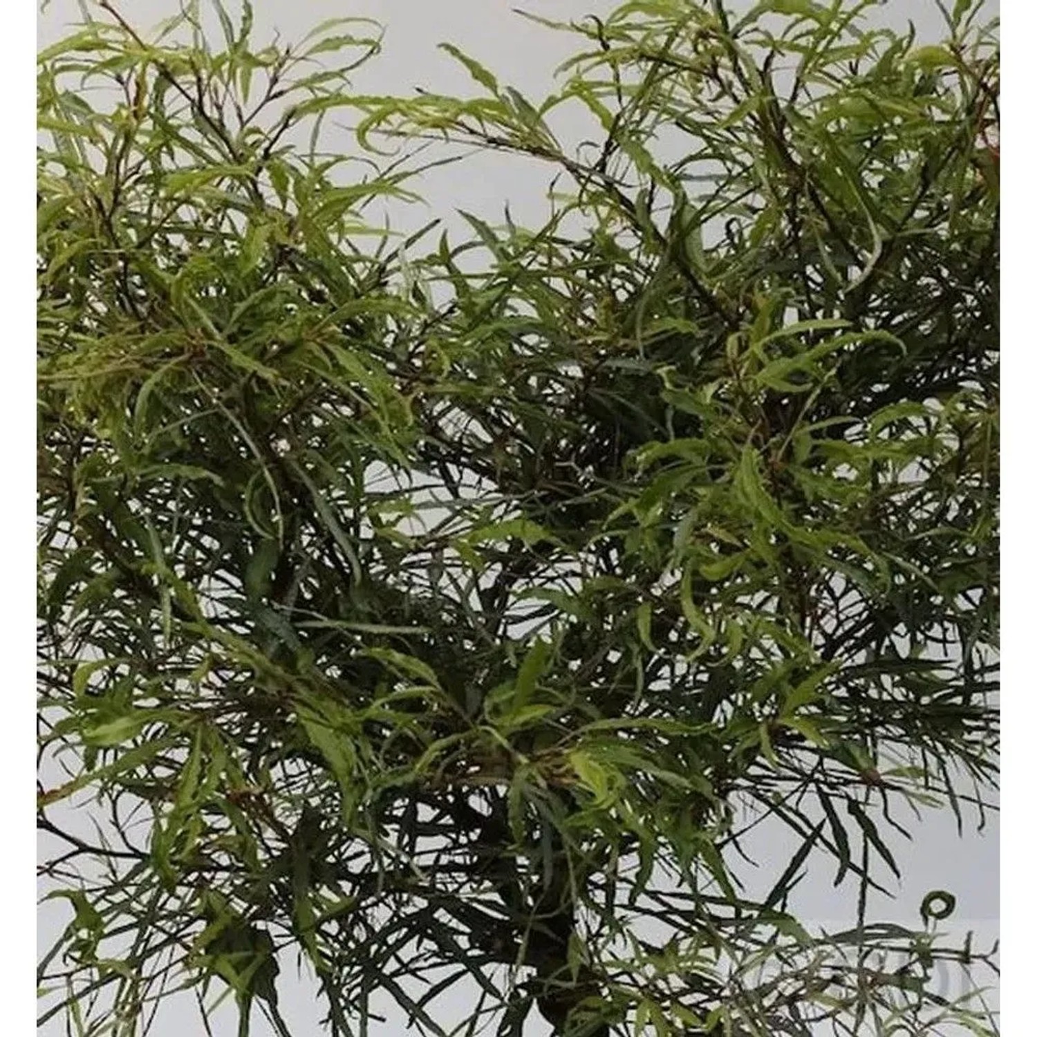 Zwerg Farnbuche Mercedes 30-40cm - Fagus sylvatica