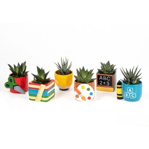 Dekorative Sukkulenten in bunten Keramiktöpfen (Ø 6 cm) mit Schulmotiven. Ideal als Zimmerpflanze oder Geschenk zum Schulstart.