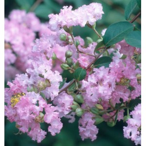 Nahaufnahme der Chinesischen Kräuselmyrte Petite Orchid mit zartrosa Blüten.