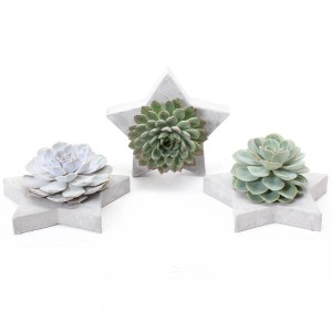 Echeverie auf Betonstern Auswahl Topf-Ø ca. 26 cm