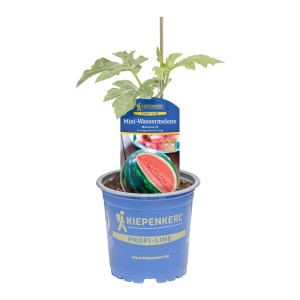 Kiepenkerl Mini-Wassermelone im Topf, angeschnitten, Fruchtgemüse für Garten & Balkon.