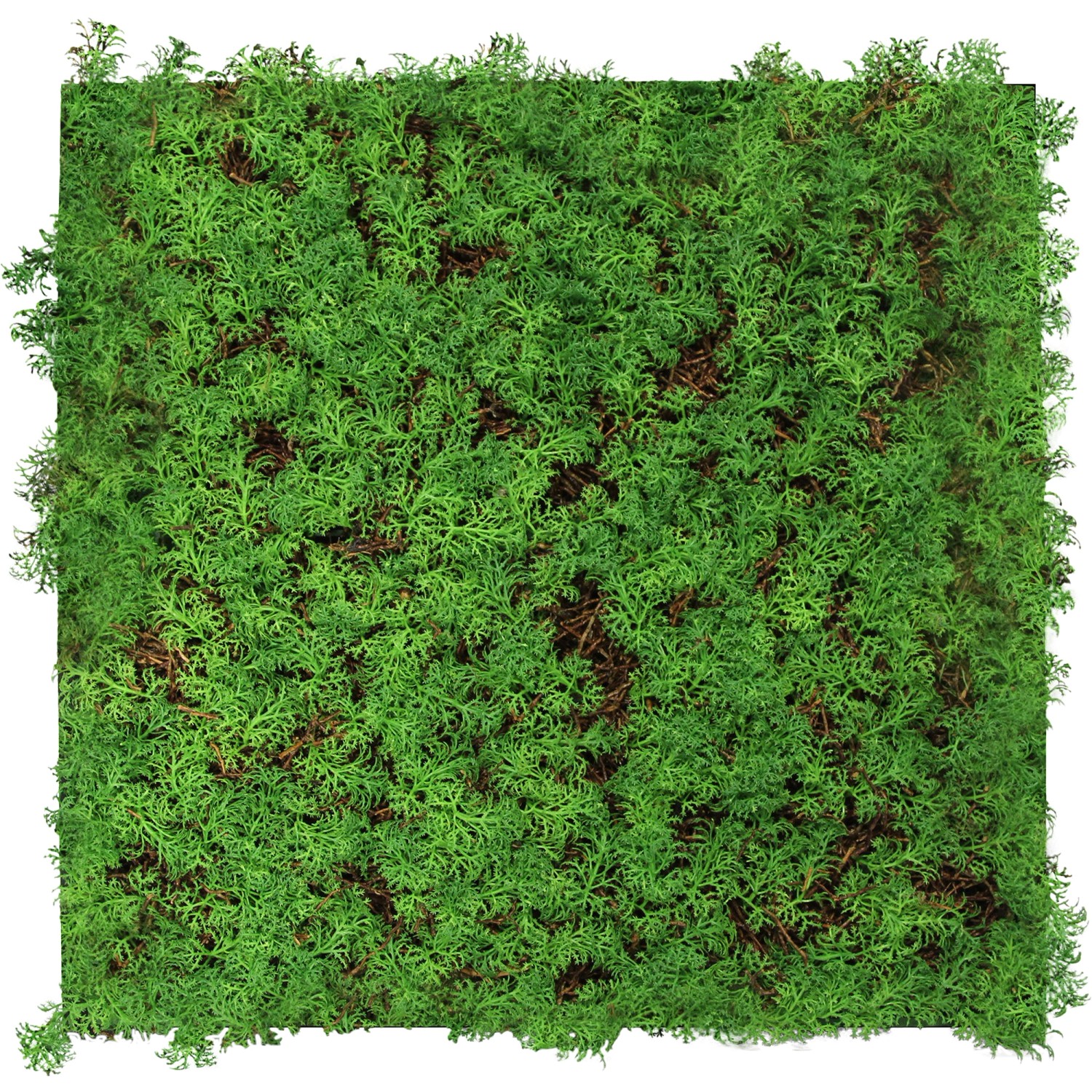 Jangal Wandpaneel Modular Wall Thuja Tea Tree 52 x 52 cm günstig online kaufen