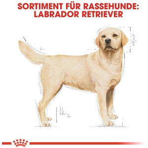 Illustration eines Labrador Retrievers, passend zum Royal Canin Trockenfutter für Labrador Retriever.