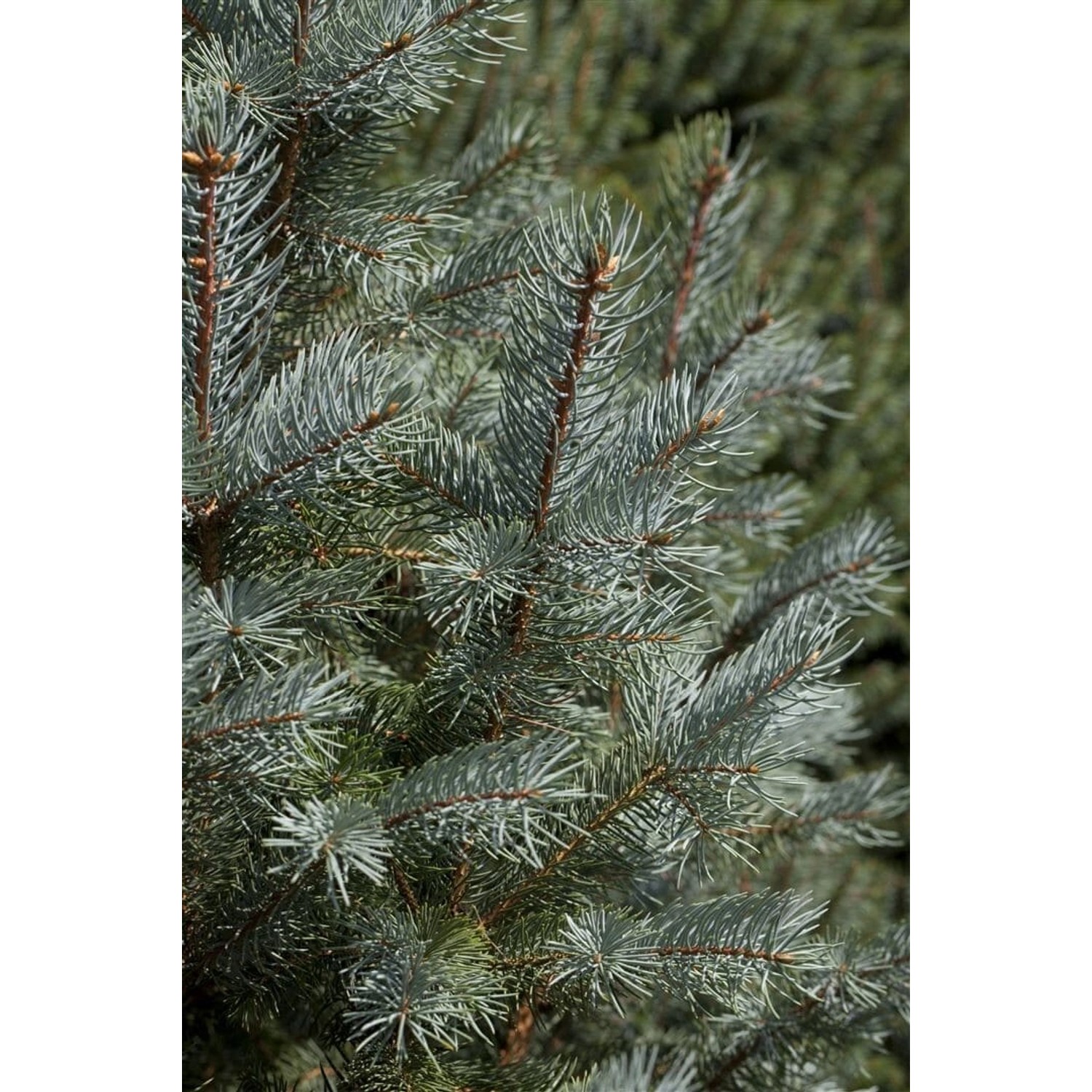 Picea Pungens Edith Blau-Fichte 150–175 cm günstig online kaufen