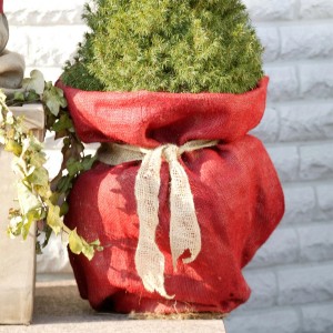 Eingepflanzter Baum im roten Jutesack (80x60cm) mit Schleife als Winterschutz.