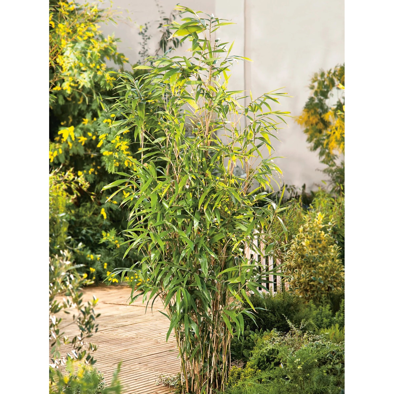 GROW by OBI Sichtschutz Bambus Pfeilbambus Topf- 26 cm kaufen bei OBI