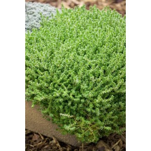 Mauerpfeffer 'Aureum' im 9x9 cm Topf, ein gelber Bodendecker für sonnige Standorte.