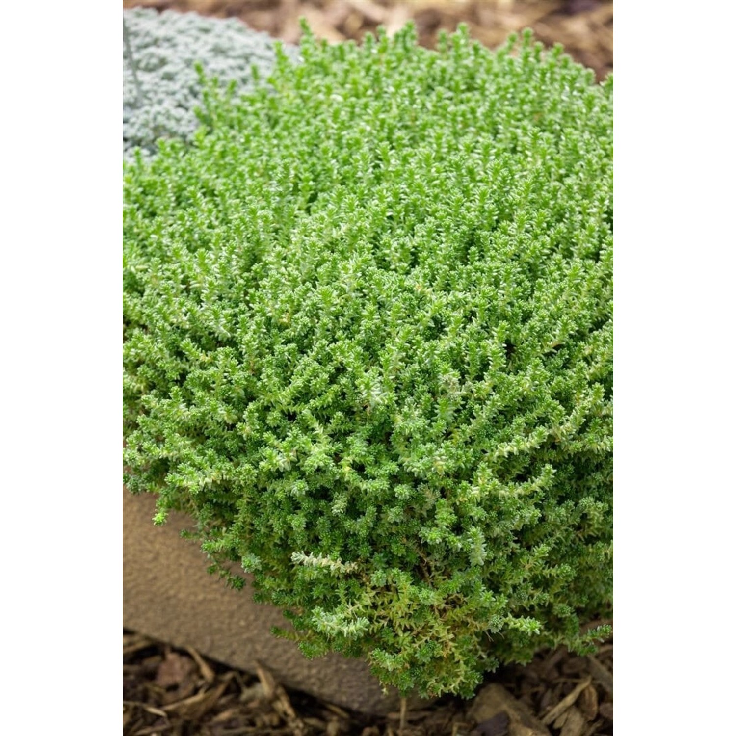 Sedum Acre Aureum Mauerpfeffer Gelb Ca. 9x9 cm Topf