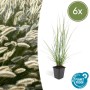 Lampenputzergras 'Hameln' im 9cm Topf, 6er Set. Ziergras für den Garten, winterhart und pflegeleicht.