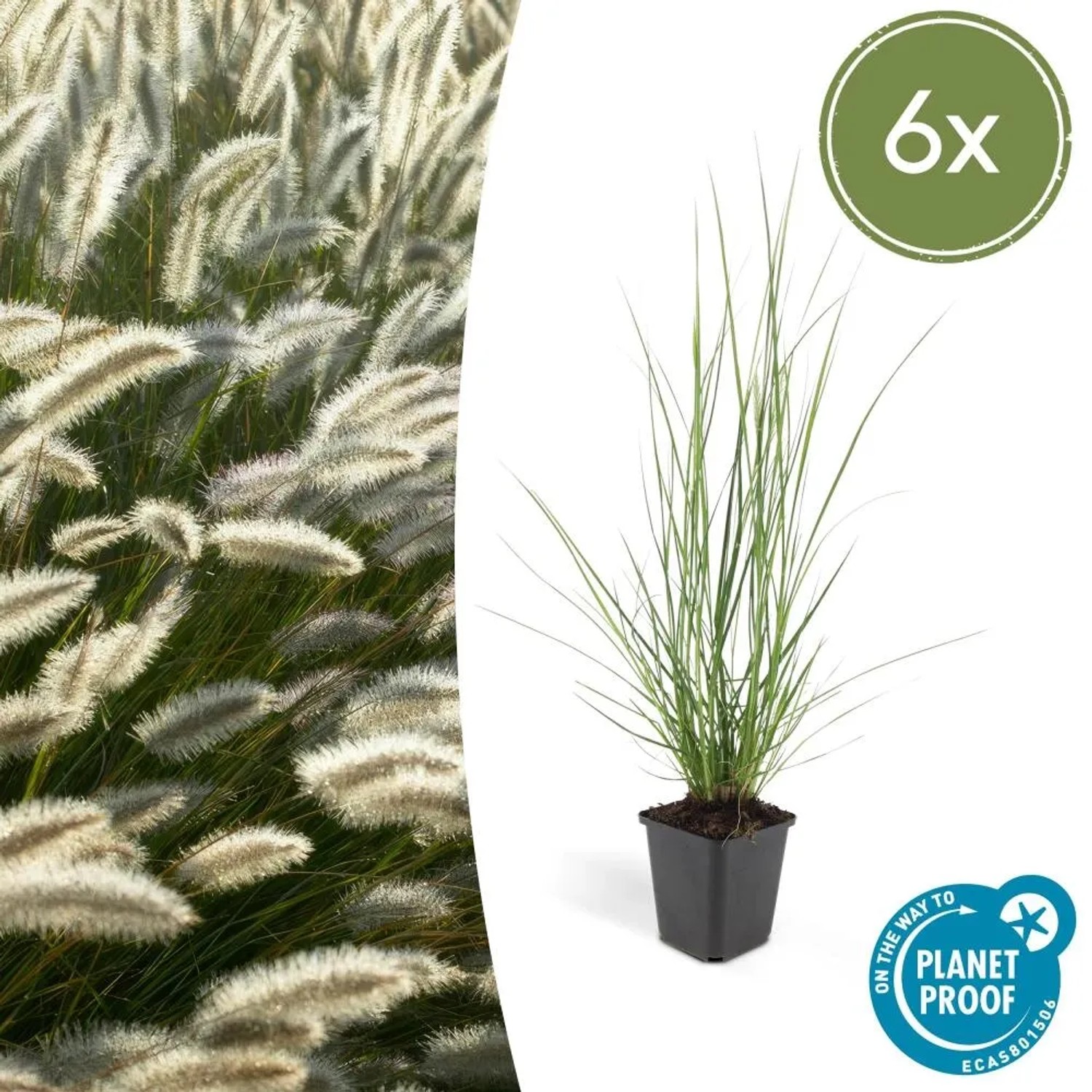 Lampenputzergras 'Hameln' im 9cm Topf, 6er Set. Ziergras für den Garten, winterhart und pflegeleicht.