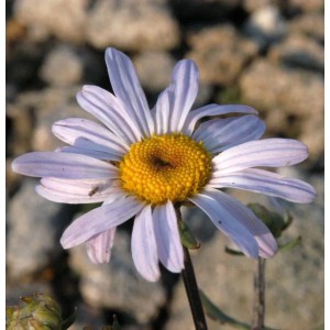 Herbstaster Hebe - Chrysanthemum hortorum