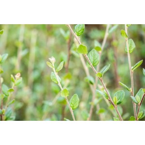 Detailaufnahme der Cotoneaster Dielsianus Zierquitte, einem grünen Bodendecker.