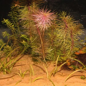 Aquarium mit JBL Sansibar Orange Bodengrund und üppiger Bepflanzung.