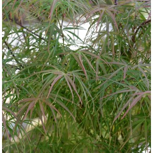 Detailaufnahme des grünen Japanischen Schlitzahorns (Acer palmatum) mit feinen, geschlitzten Blättern.