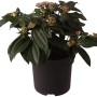 David-Schneeball (Viburnum davidii) im Topf, ca. 40 cm hoch, mit grünen Blättern und rosa Blütenknospen.