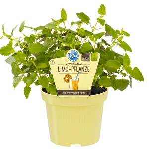 Blu Mexikanische Duftnessel im Topf, essbare Küchenkräuter mit Limonen- und Anisaroma.