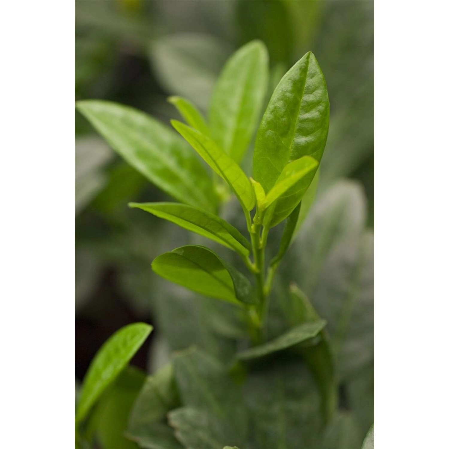 Prunus laurocerasus 'Piri' 60-80 cm günstig online kaufen