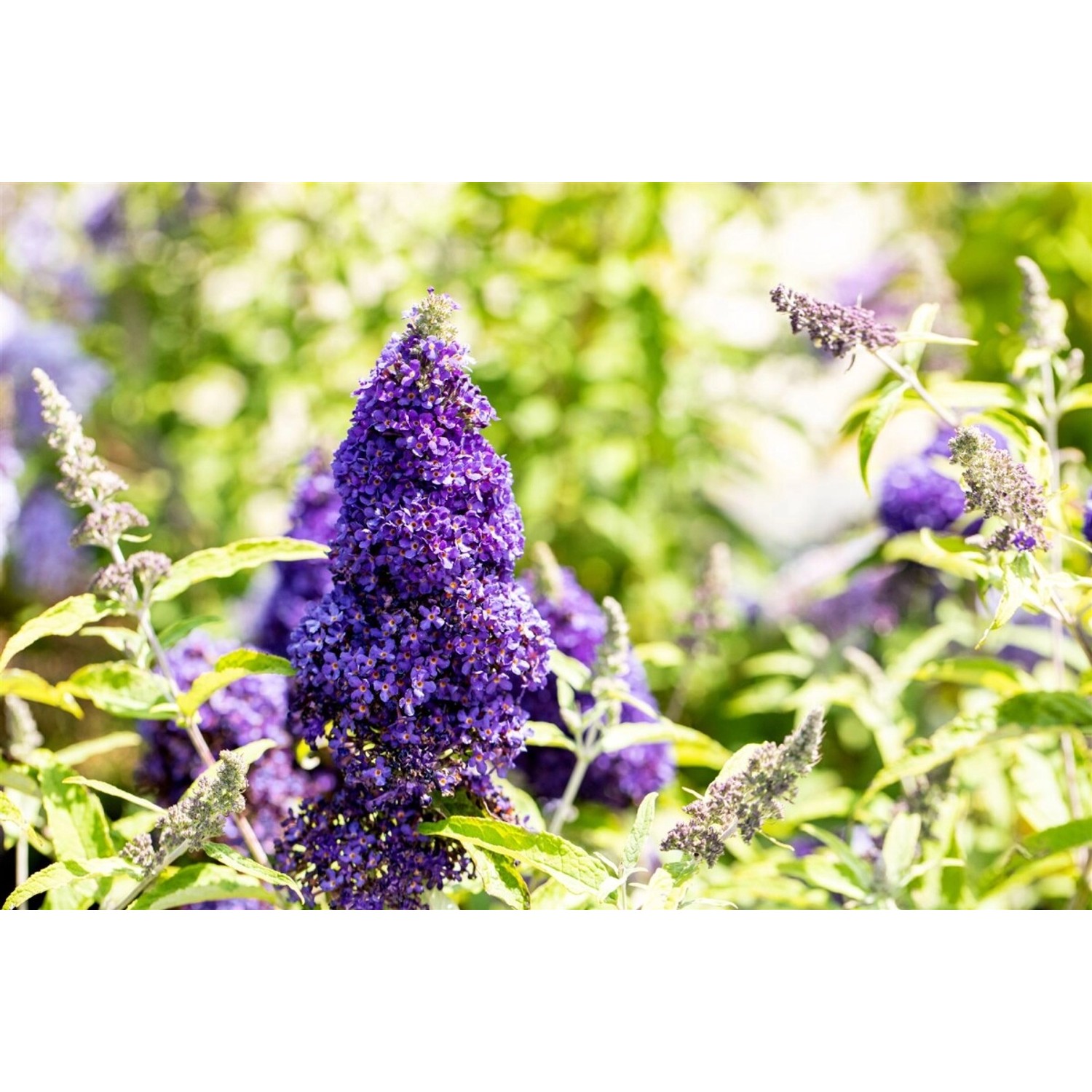 Buddleja Davidii Schmetterlingsstrauch Adonis Blue 40-60 cm günstig online kaufen