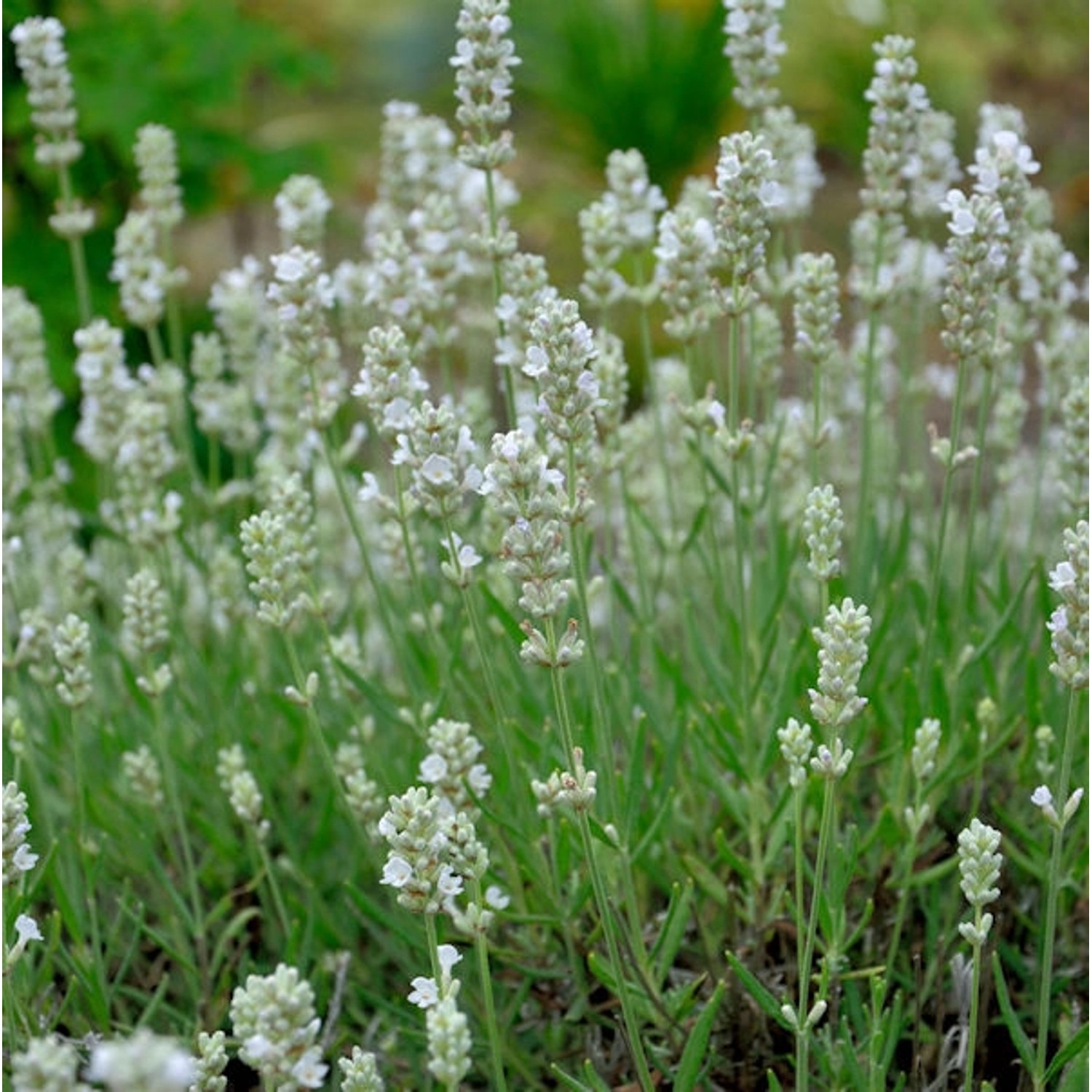 Echter Lavendel Blue Mountain White - Lavandula angustifolia günstig online kaufen