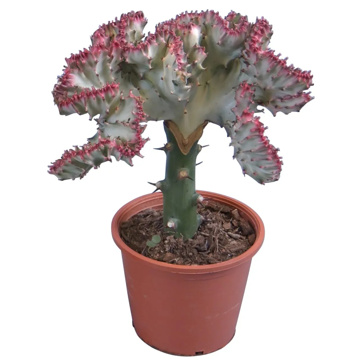 gummibaum gattung Gummibaum kaufen | Ficus elastica 'Robusta'