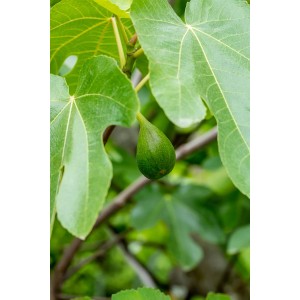 Junge, grüne Feige (Ficus carica) der Sorte GROW by OBI an einem Zweig mit Blättern.