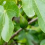 Junge, grüne Feige (Ficus carica) der Sorte GROW by OBI an einem Zweig mit Blättern.