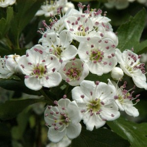 Nahaufnahme von weißen Blüten des Eingriffeligen Weißdorns (Crataegus monogyna).