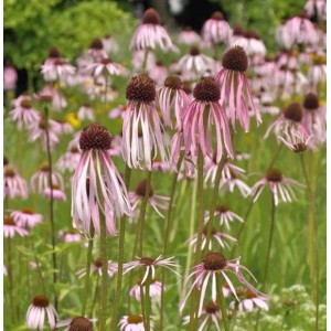 Blühender Bleicher Sonnenhut (Echinacea pallida) im Garten, Stauden mit hellrosa Blütenblättern.