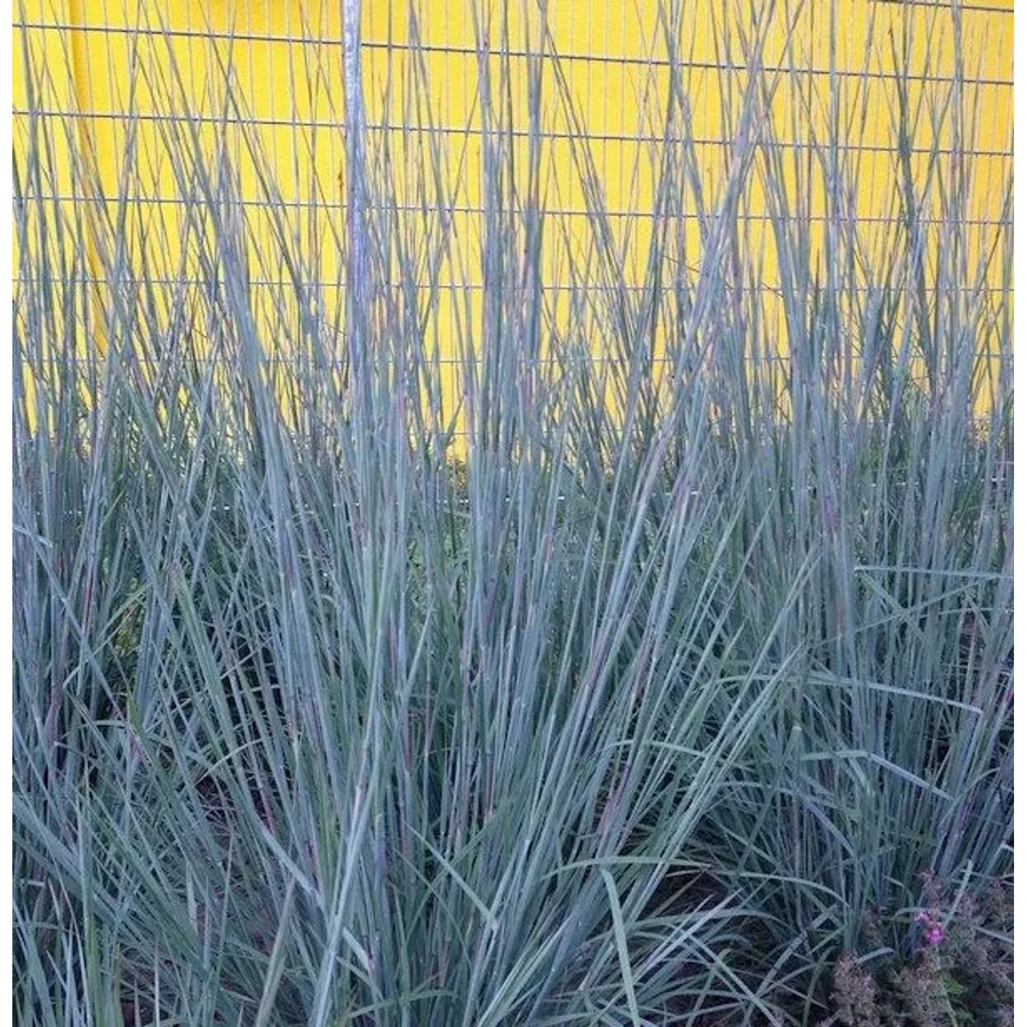 Bartgras Prairie Blues - Schizachyrium scoparium