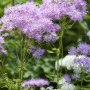 Akeleiblättrige Wiesenraute (Thalictrum Aquilegifolium) mit zart lila Blüten im Garten.