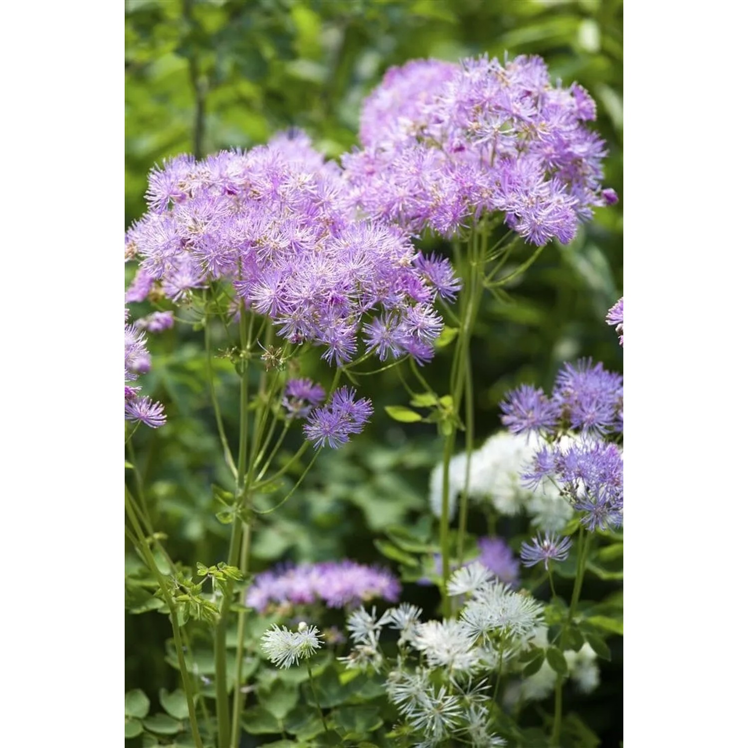 Akeleiblättrige Wiesenraute (Thalictrum Aquilegifolium) mit zart lila Blüten im Garten.