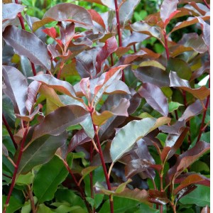 Glanzmispel Little Perfecta, Photinia fraseri mit rot-grünem Laub.