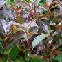 Glanzmispel Little Perfecta, Photinia fraseri mit rot-grünem Laub.