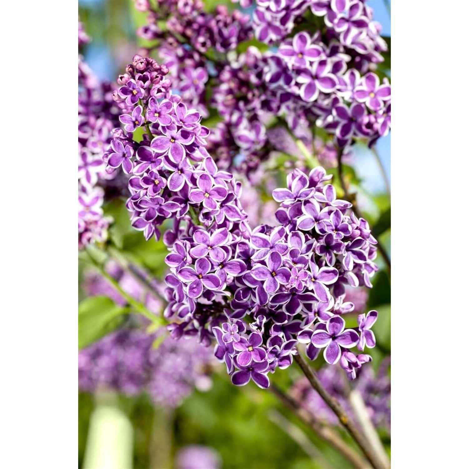Syringa Vulgaris Flieder Sensation 100-125 cm günstig online kaufen