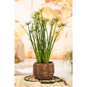Echter Papyrus (Cyperus papyrus) im Topf, eine dekorative Teichpflanze von GROW by OBI.