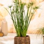 Echter Papyrus (Cyperus papyrus) im Topf, eine dekorative Teichpflanze von GROW by OBI.