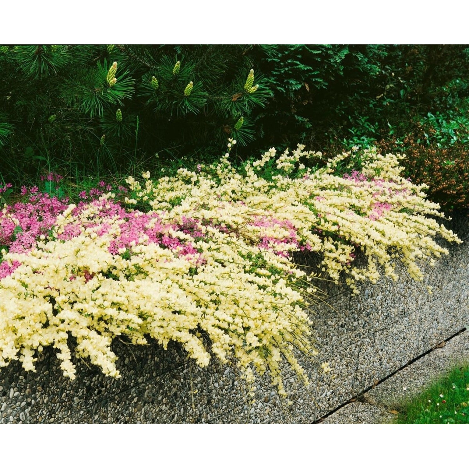 Cytisus Kewensis Besenginster Cremegelb 20–30 cm günstig online kaufen